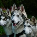 카리스마 이미지