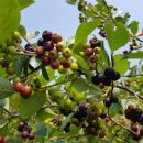 미옥농장 이미지