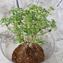 오산초등학교병설유치원 이미지