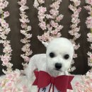 다원하개 이미지