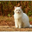 슬기로운 동물병원 이미지