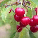 (주)피엘에스 이미지