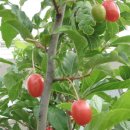 동천농장 이미지