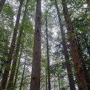 민주공원 소극장 | 부산민주공원: 겹벚꽃과 함께하는 힐링 산책로