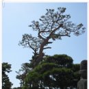 소나무 풍경 이미지