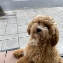 대학로동물병원 이미지