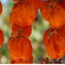 신기십장생마을 이미지