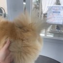 아름답개 이미지