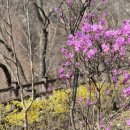 금산그때그집식당 | [경남/봄축제]2026년 3월 진주 월아산 숲속의 진주 봄봄봄축제 2026 일정 프로그램 주차 총정리