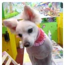 뽀삐애견샵 이미지