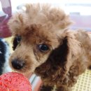 아이펫샵 이미지