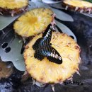 나비부화장 이미지