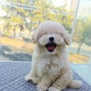 창원강아지분양 헬스독 애견입양 말티푸들포메라니안미니비숑 이미지