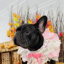 독스하트 이미지