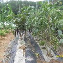 가지와나니 이미지