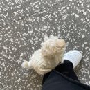 댕블댕블 이미지