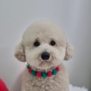 아모르 댕 이미지