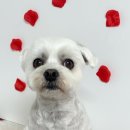 댕스미스 애견미용 이미지