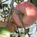 해은농장 이미지