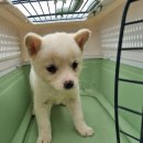 정선가축병원 이미지