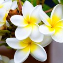 우쿨렐레(초급) 이미지