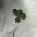 행복해질 개 | 걱정은 개나 줘버려! 내 인생은 즐거워질거니까