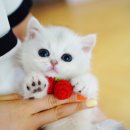 서울고양이분양 묘연 이미지