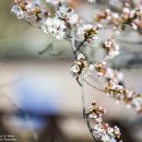 남해벚꽃길지나서 이미지