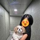 올펫살롱 | 위례 창곡동 강아지 미용 당일예약 가능한 올펫살롱 내돈내산 후기