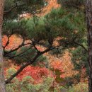 고양생태공원(교육센터 내) | 가을단풍절정 고양생태공원 메타세콰이어산책길 경기도 일산