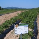 다라물농장 이미지