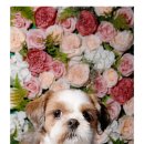 꽃길만 걷게 해줄'개' 이미지