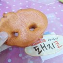 BOB 애견용품 아울렛 이미지