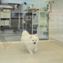 행복한애견미용실 이미지