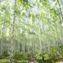 자작나무한의원 이미지