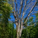 신사2-039 | 한겨울의 닛코 유람기 2일차