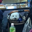 그래요