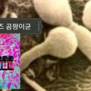 황궁뷰티
