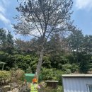 Arborist (수목관리사 ) 이미지
