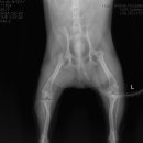 안중동물병원 이미지