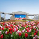 튤립 이미지