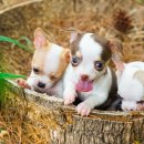 센텀동물병원 이미지