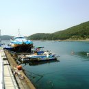 까멜리아 이미지