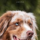 스테이하코