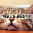 고양이무마취미용 무냥무냥 대구점 이미지