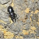 반딧불이 생태학교 이미지