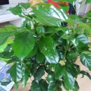 행복나무 이미지