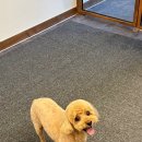 슈블리펫살롱 이미지