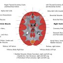 자연의 3번째 생물학적 법칙: 질병의 개체발생 시스템 또는 배아층 순서 이미지