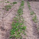 박인수농장 이미지